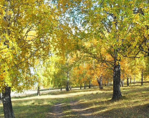 дорога в осень