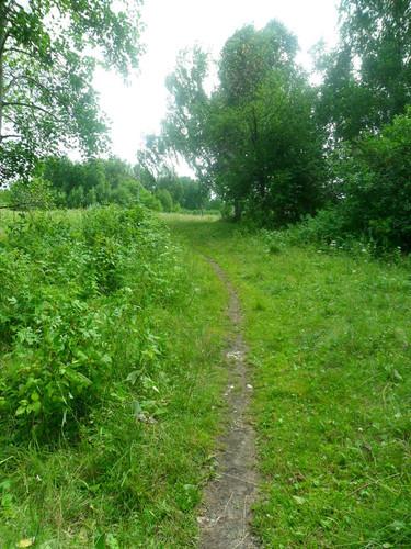 Лесная дорожка