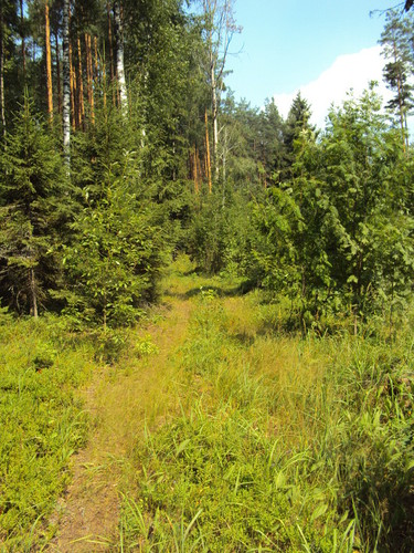 Лесная дорожка